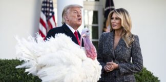 Usa 2020 - Trump - Thanksgiving - tacchino - Corn